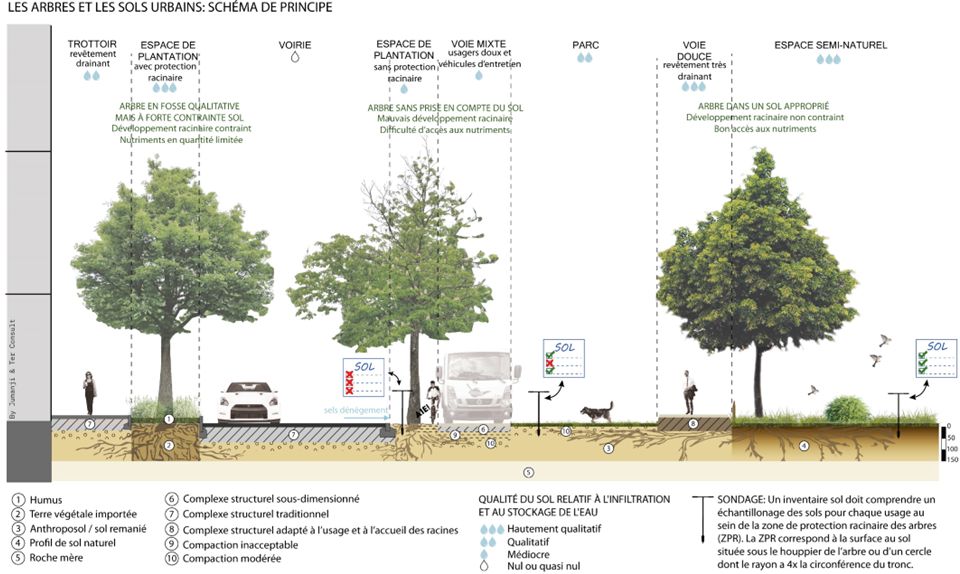 Protocole adequation sol urbain arbre sprb TER-Consult Lardinois